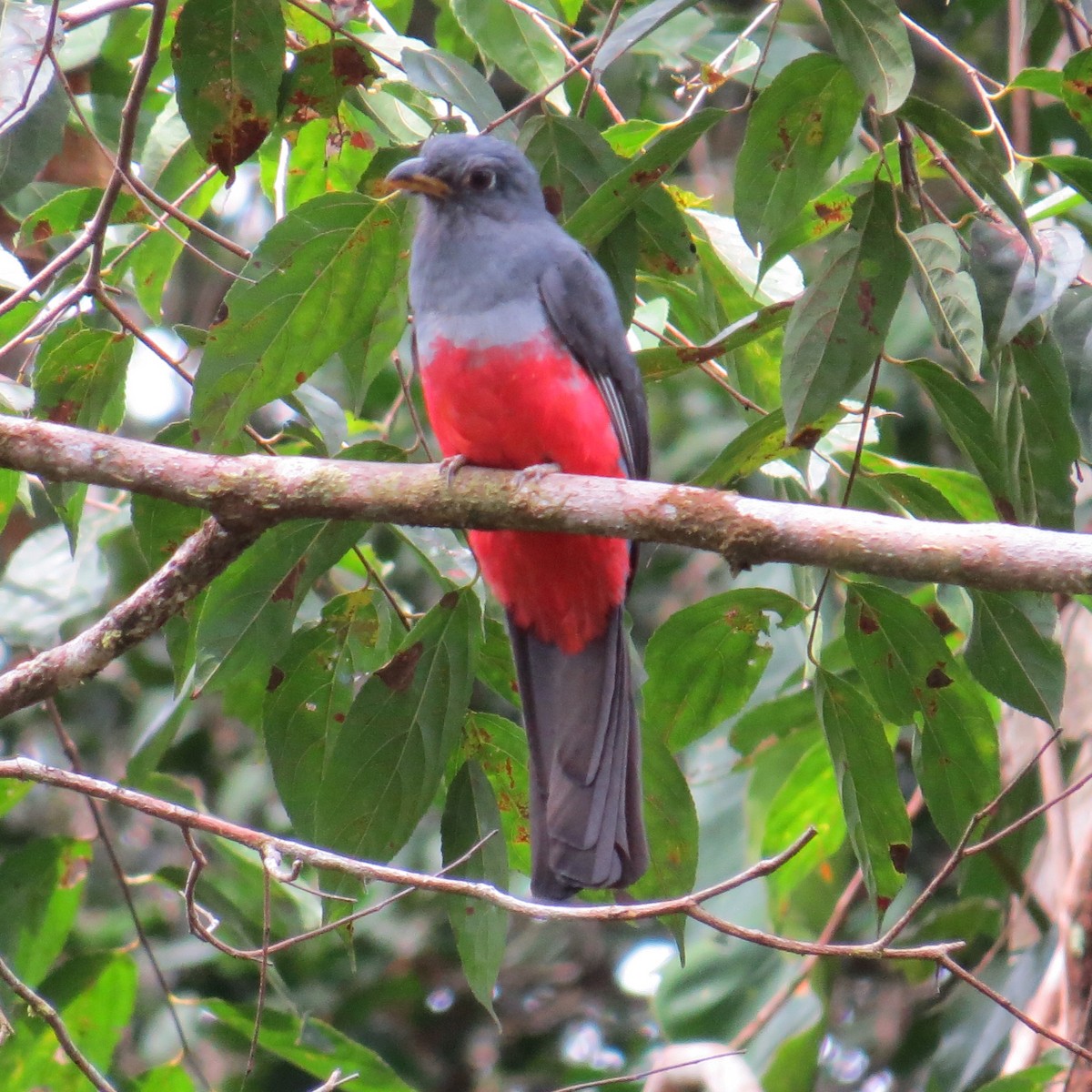 Black-tailed Trogon - Janet Cook