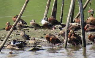 Black-bellied Whistling-Duck, ML143723411