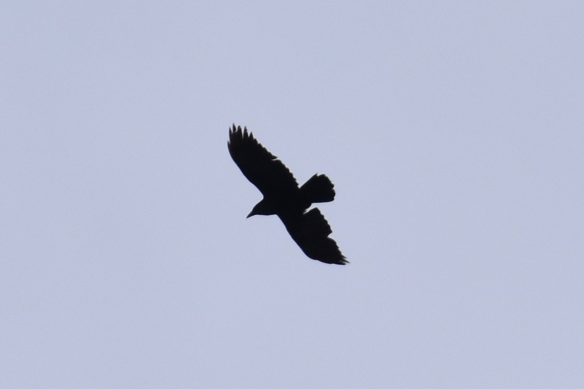 Common Raven - ML143730511