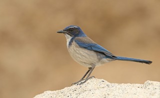 California Scrub-Jay