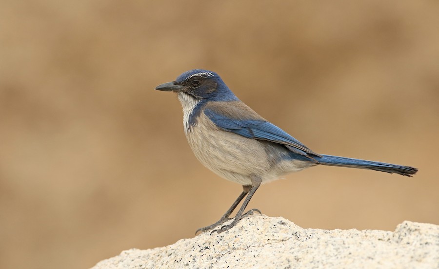 California Scrub-Jay