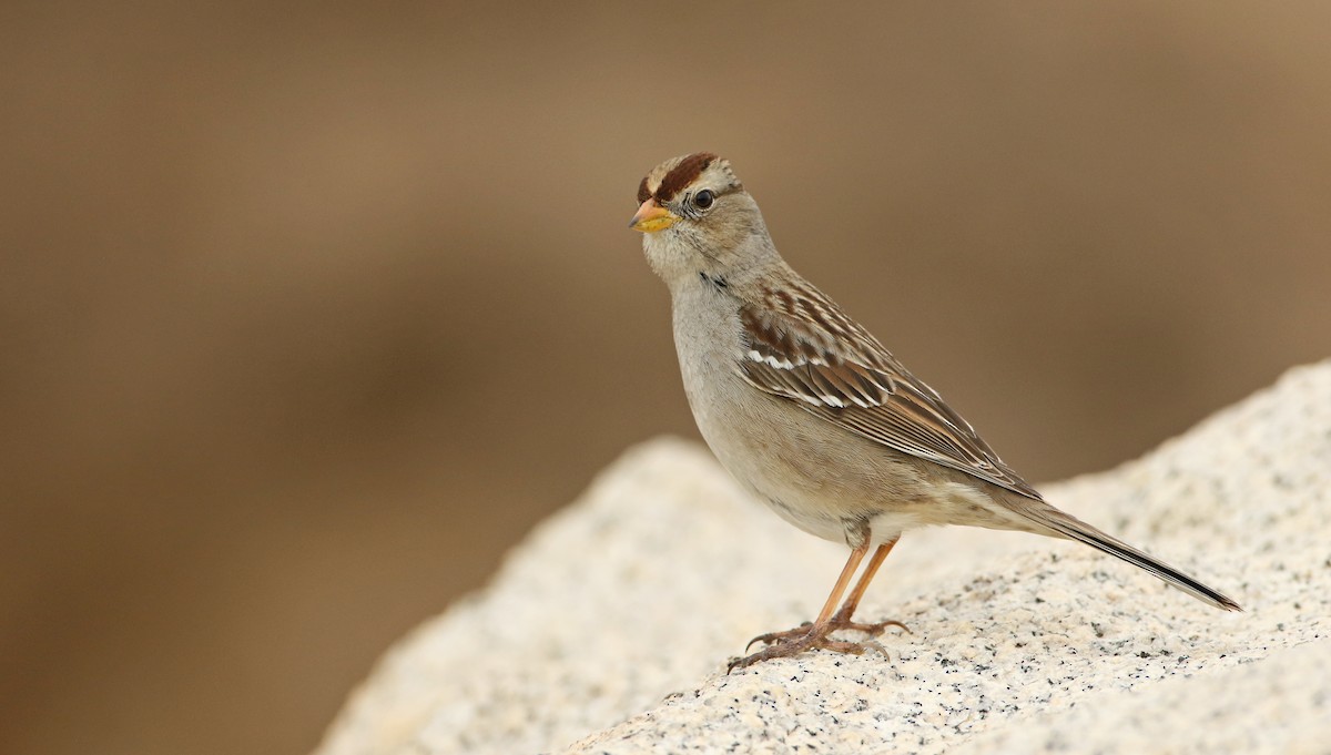 White-crowned Sparrow (Gambel's) - Luke Seitz