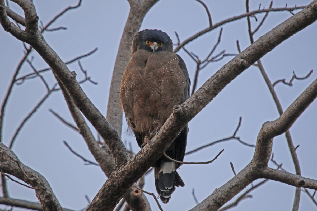 Crested Serpent-Eagle - ML143737971