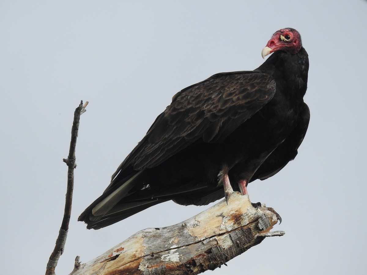 Turkey Vulture - ML143738381