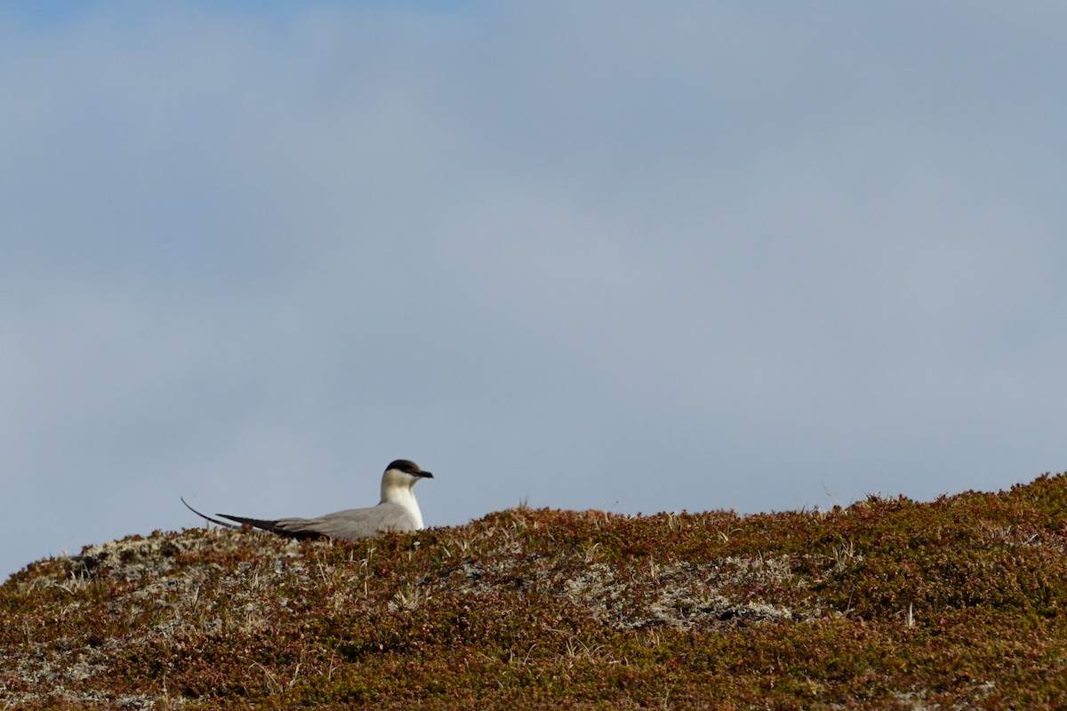 Long-tailed Jaeger - Hans Norelius