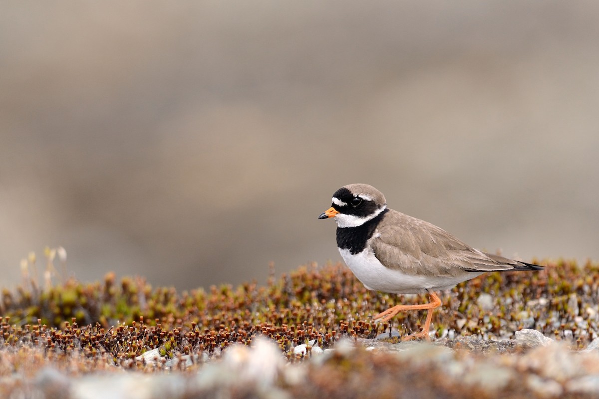 Common Ringed Plover - ML143740101
