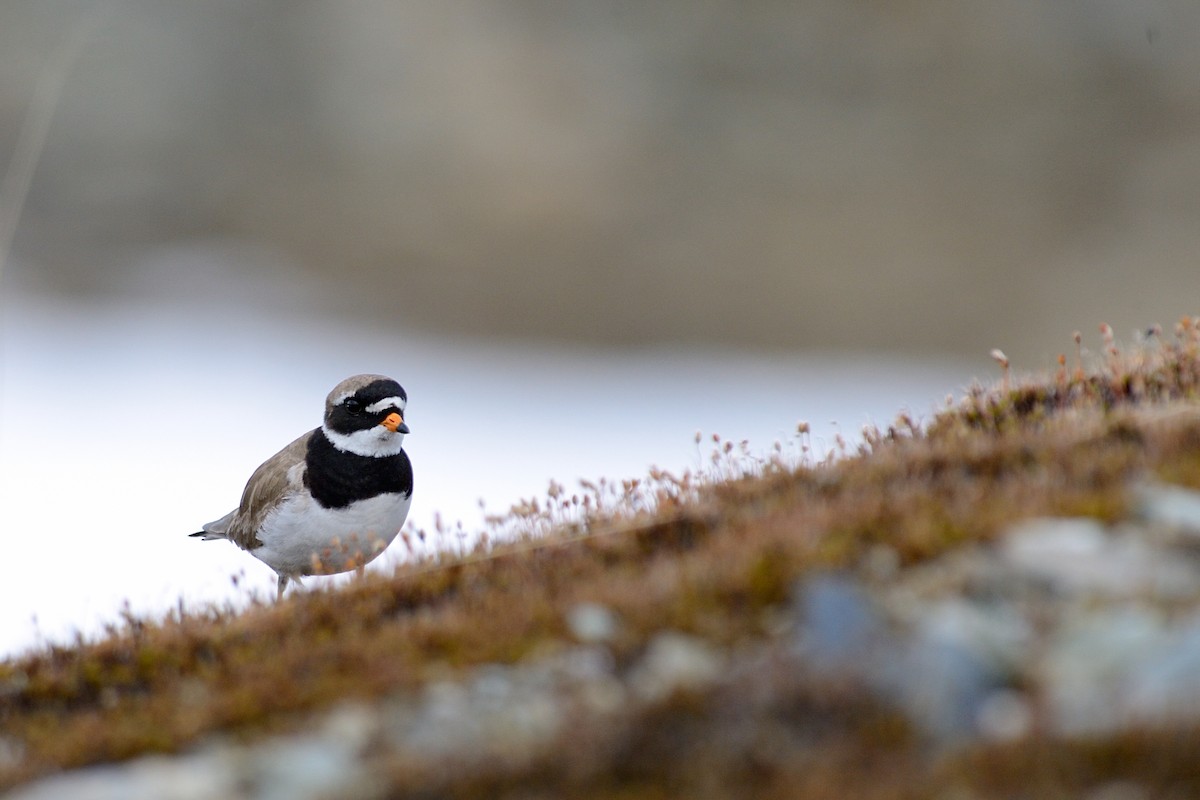 Common Ringed Plover - ML143740111