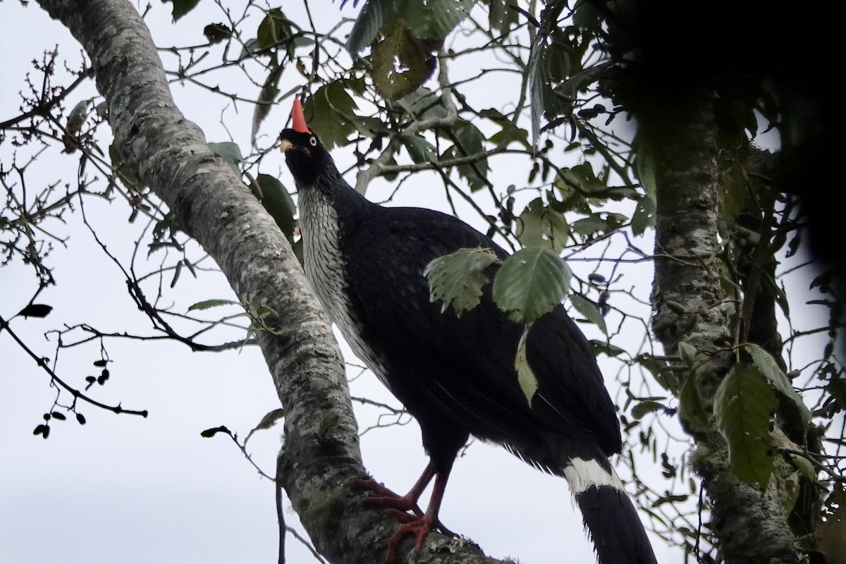 Horned Guan - Kathryn Young