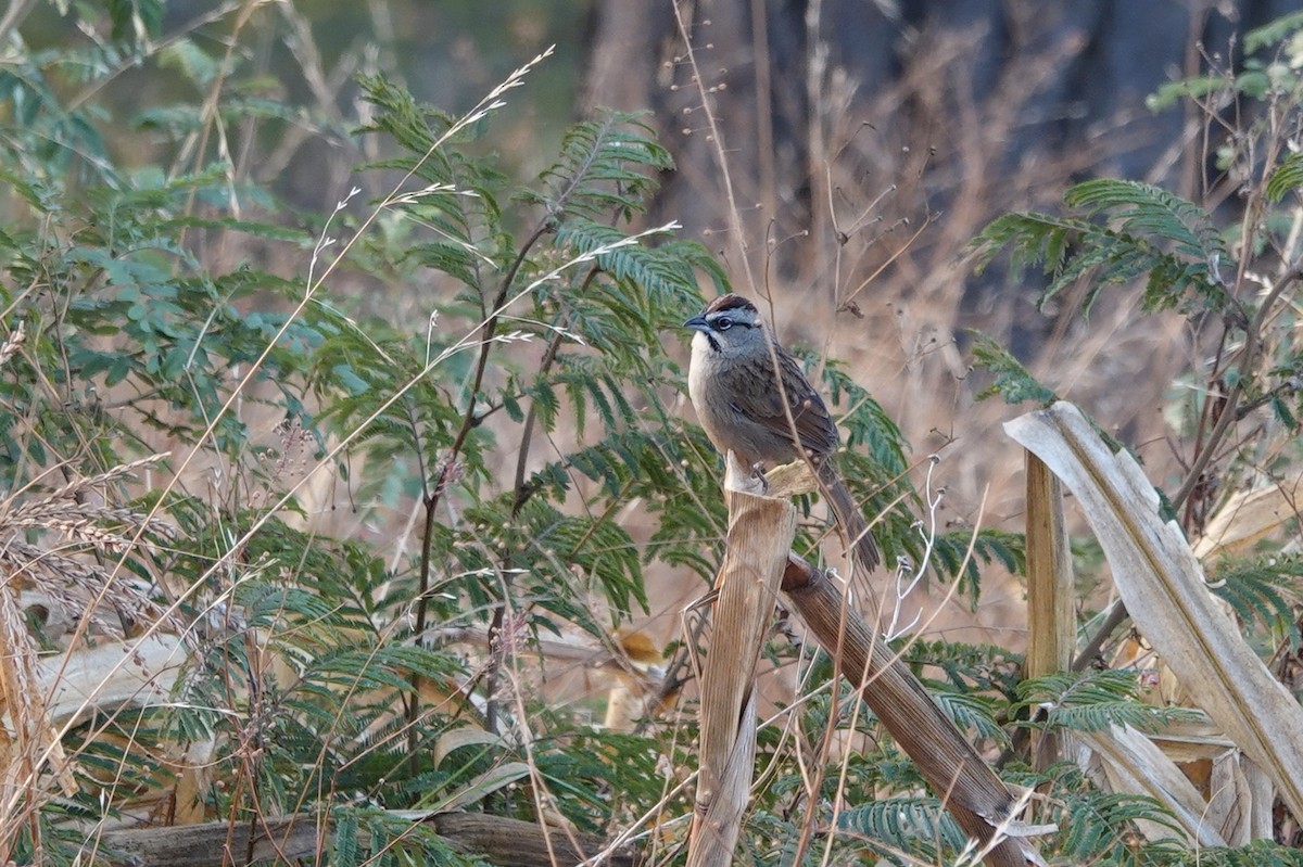 Rusty Sparrow - ML143741151