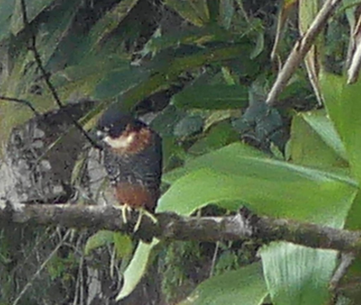 Orange-breasted Falcon - Robin Duska