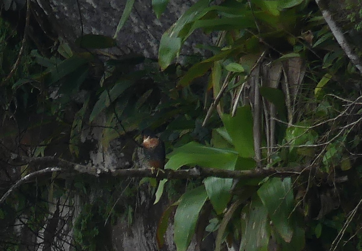 Orange-breasted Falcon - Robin Duska