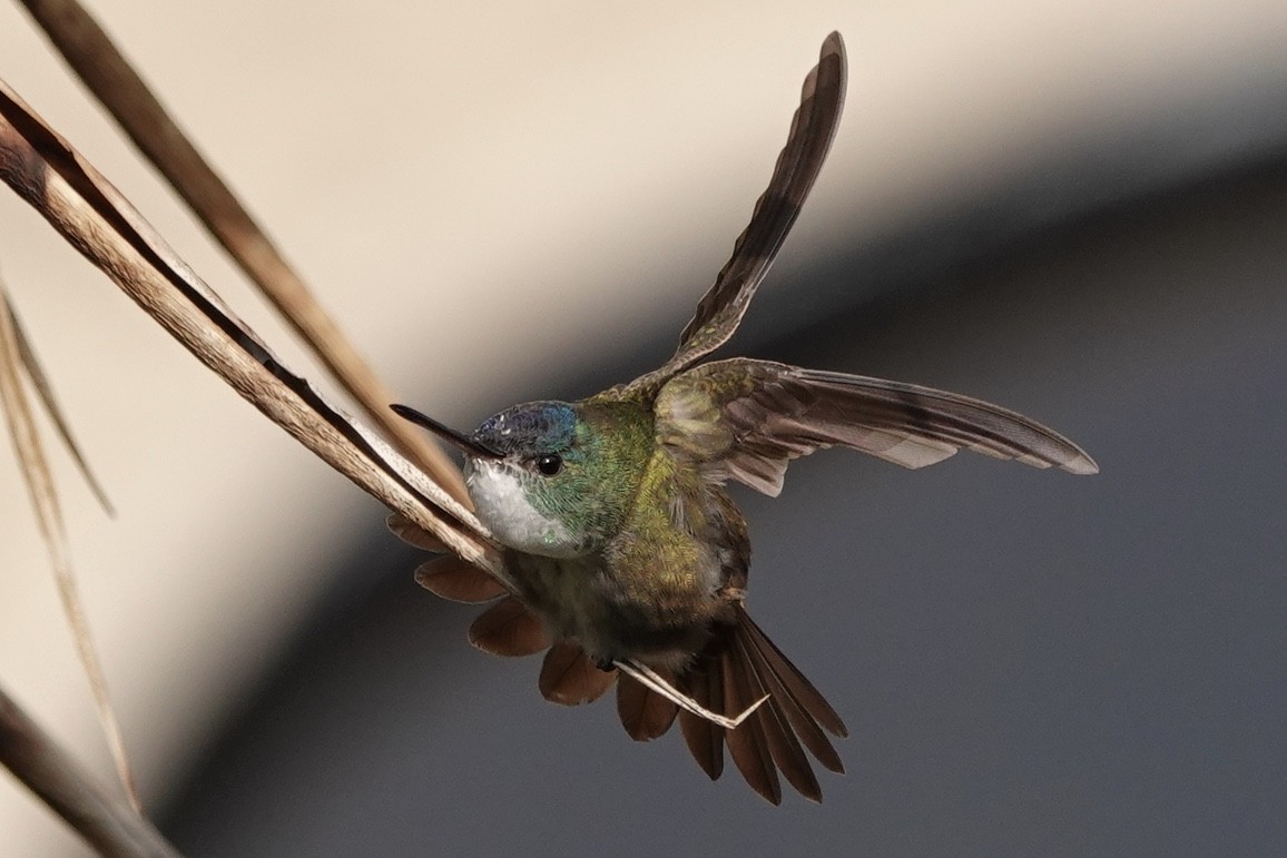 Azure-crowned Hummingbird - ML143743971