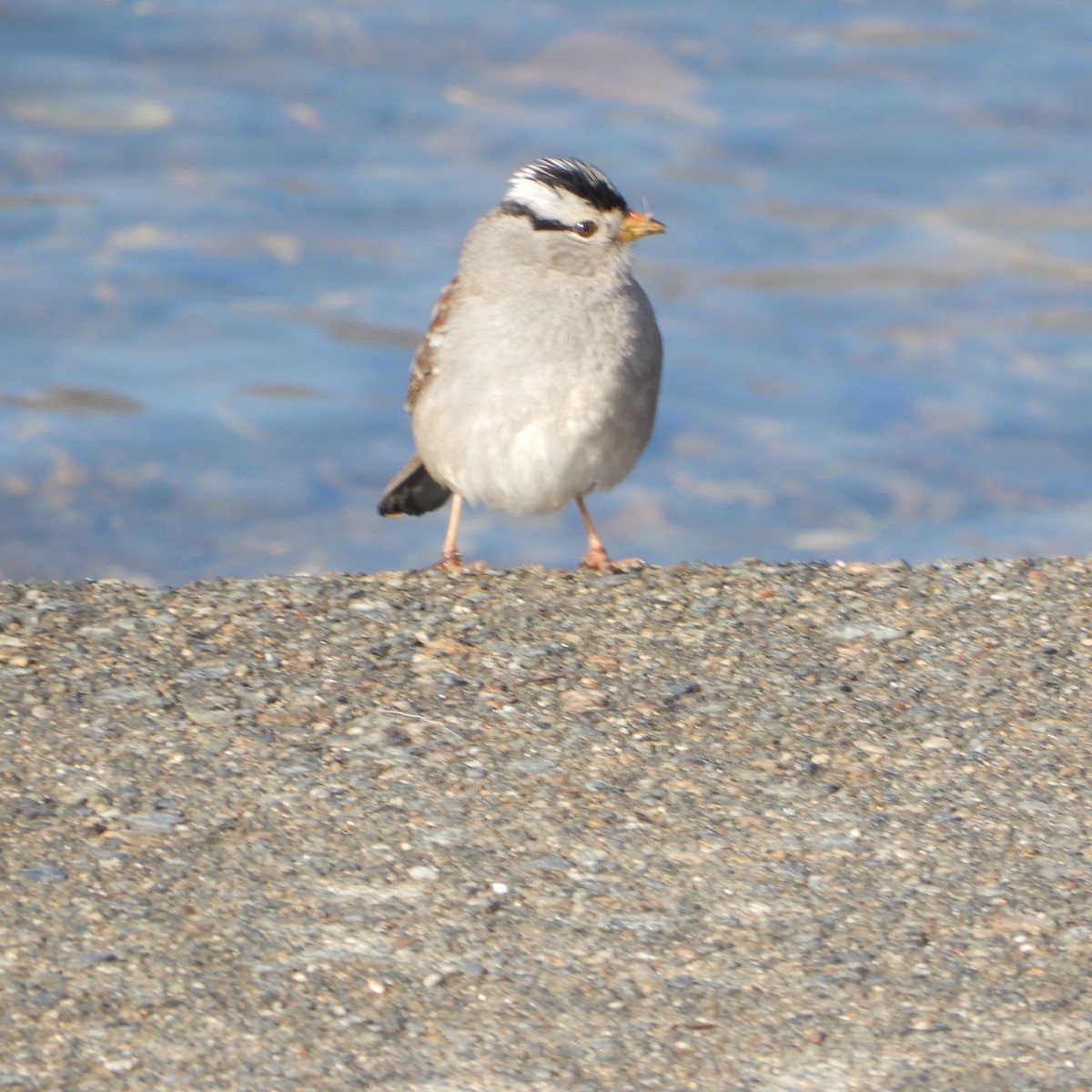White-crowned Sparrow - ML143744651