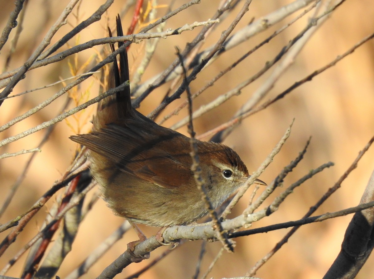 Cetti's Warbler - Brian Carruthers