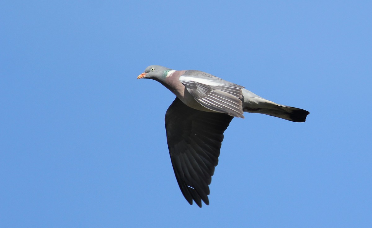 Common Wood-Pigeon (White-necked) - Adrien Mauss