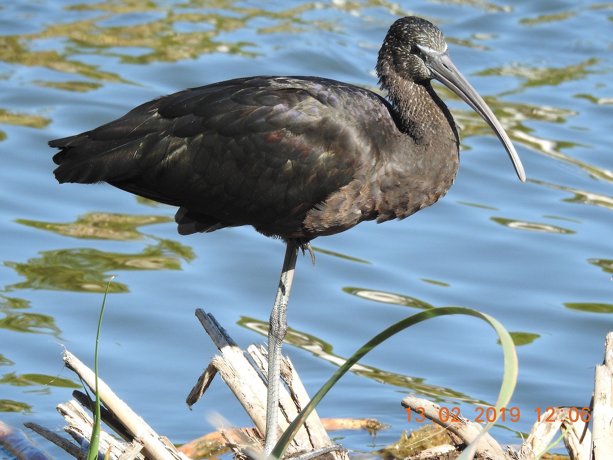 Glossy Ibis - Brian Carruthers
