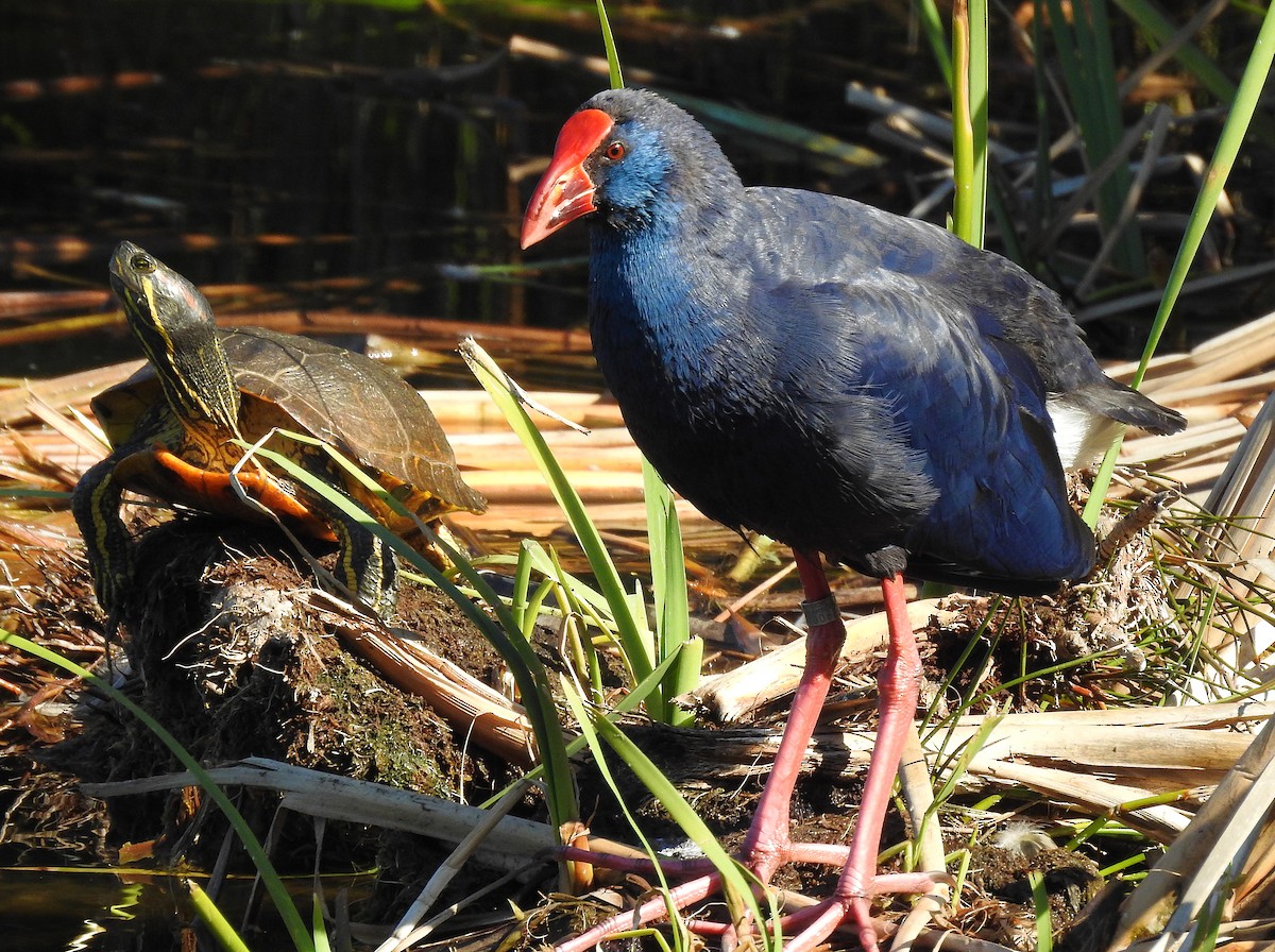 Western Swamphen - Brian Carruthers