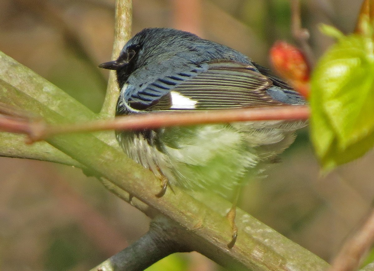 Black-throated Blue Warbler - Ray Wershler