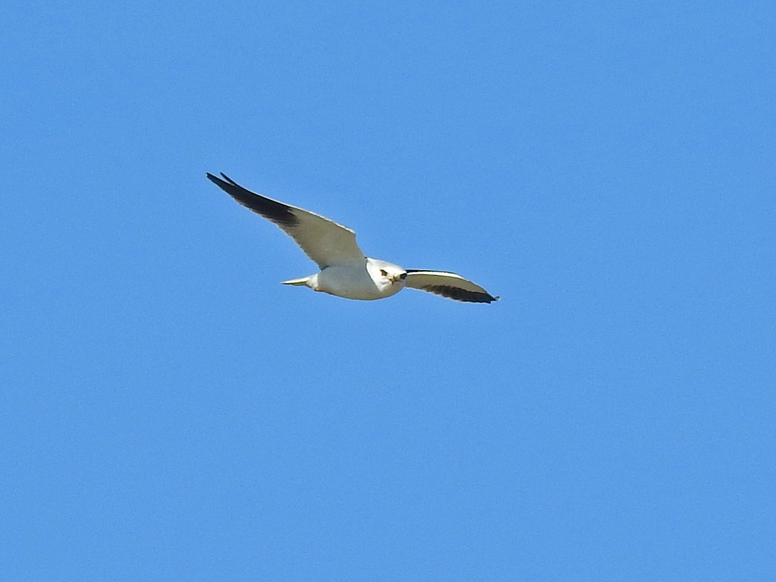 Black-winged Kite - ML143751041