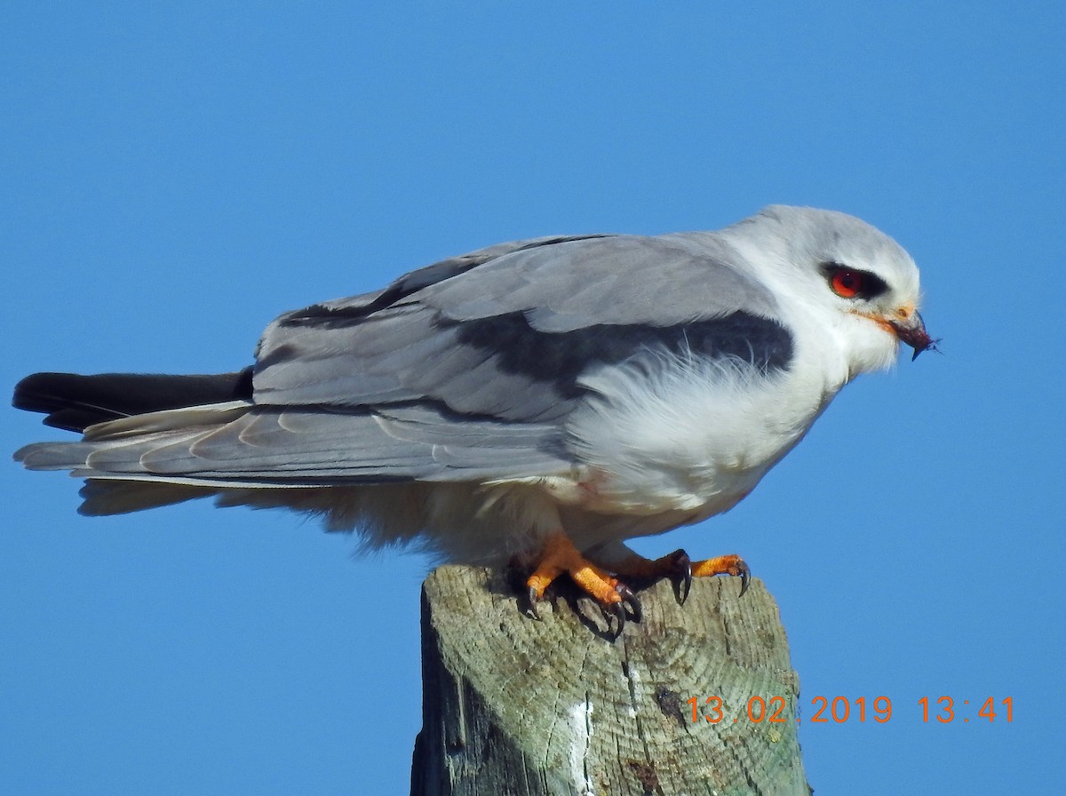 Black-winged Kite - Brian Carruthers