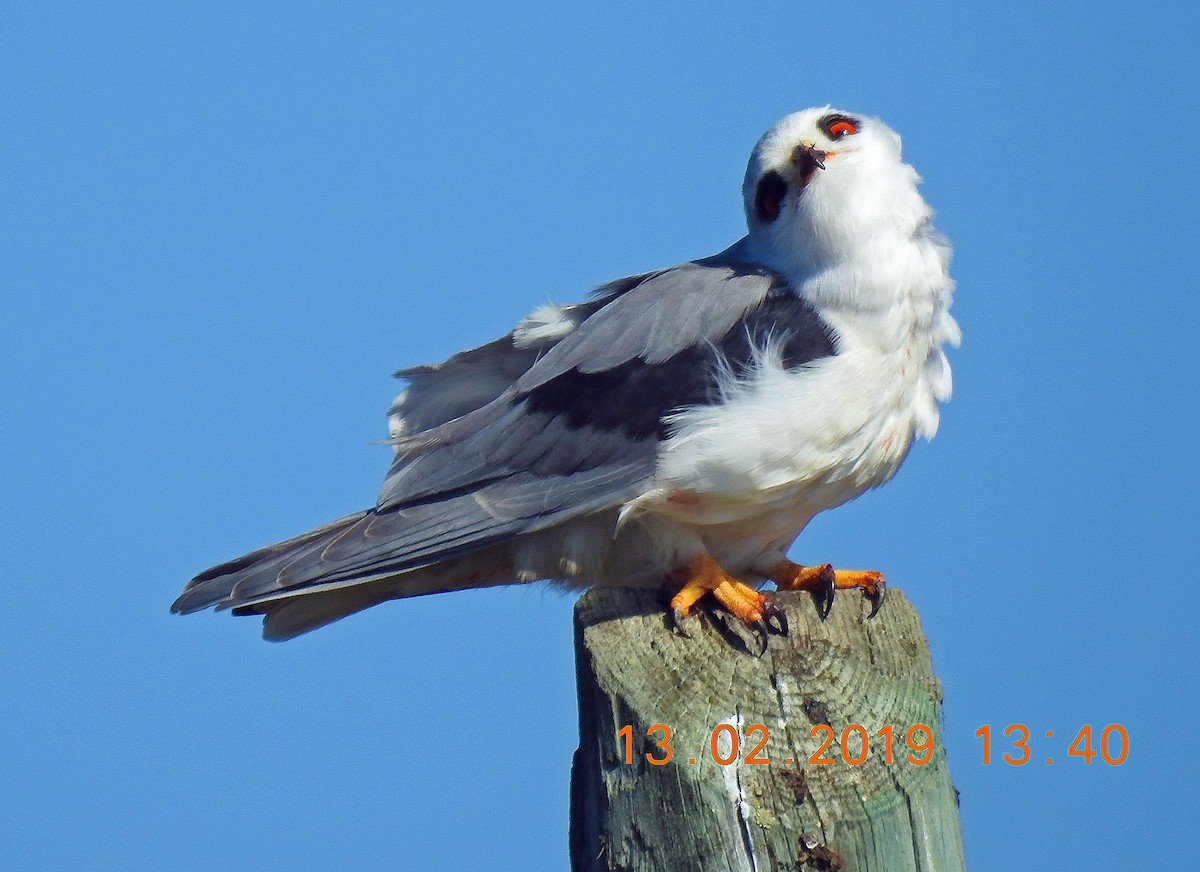 Black-winged Kite - Brian Carruthers