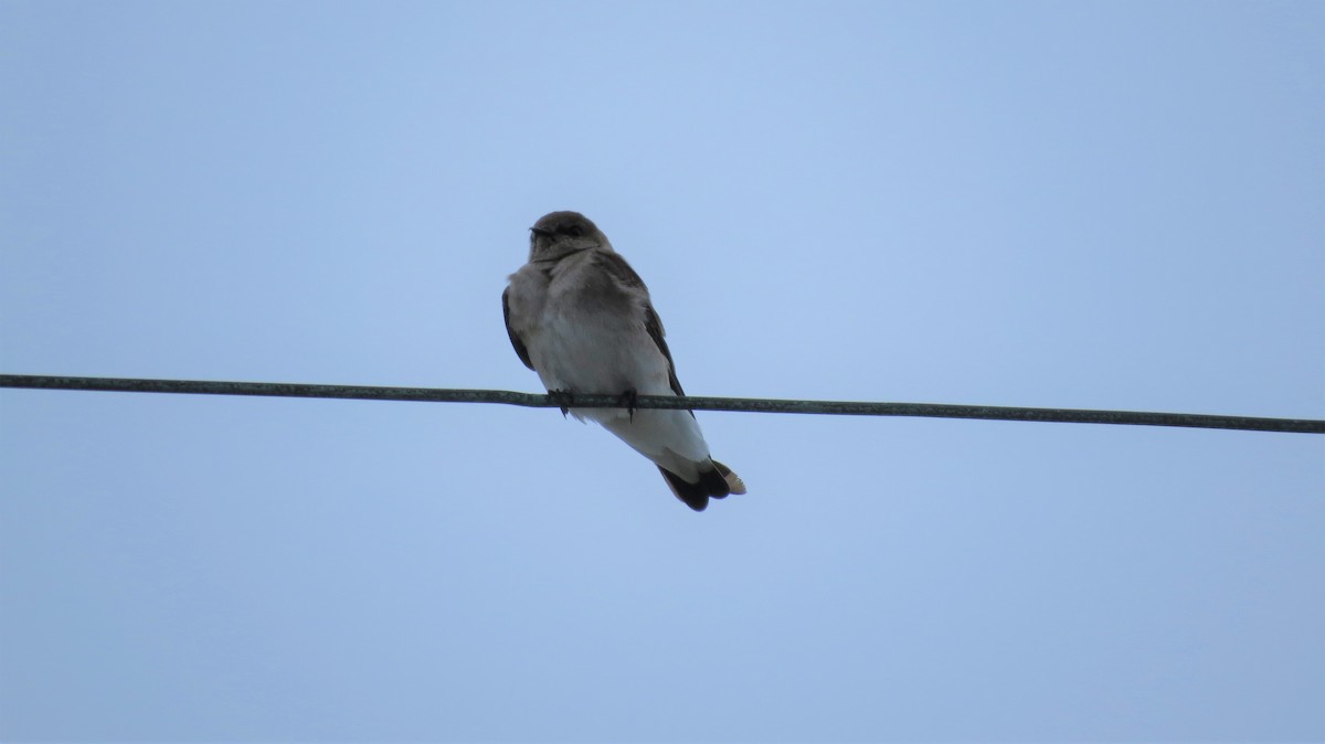 Northern Rough-winged Swallow - ML143754281