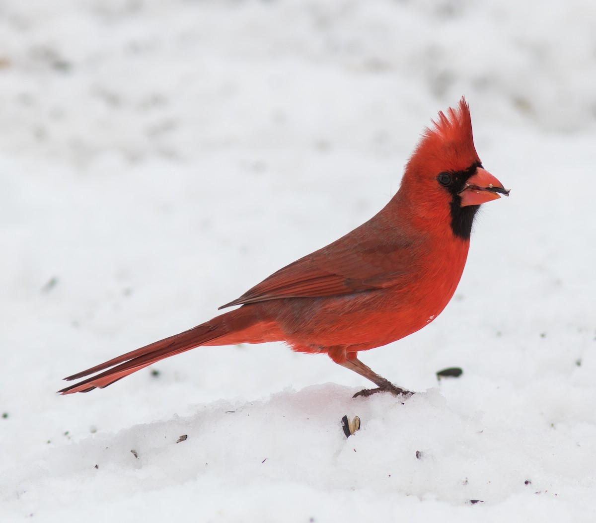 Cardinal rouge - ML143754891