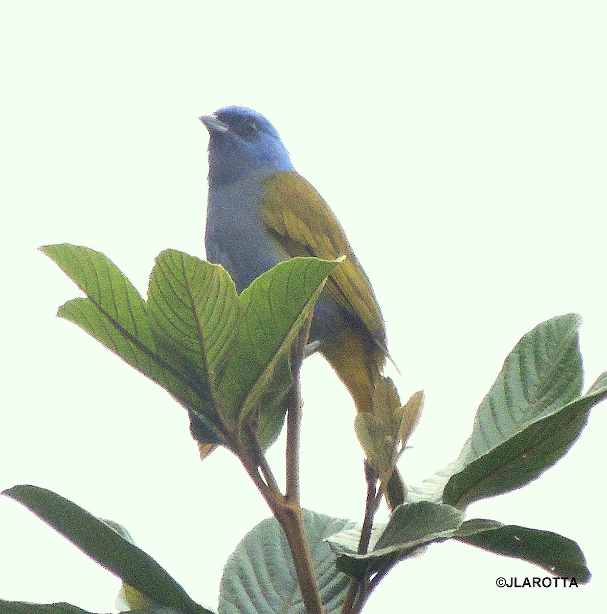 Blue-capped Tanager - ML143754931
