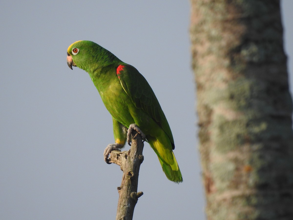 Yellow-crowned Parrot - ML143756171