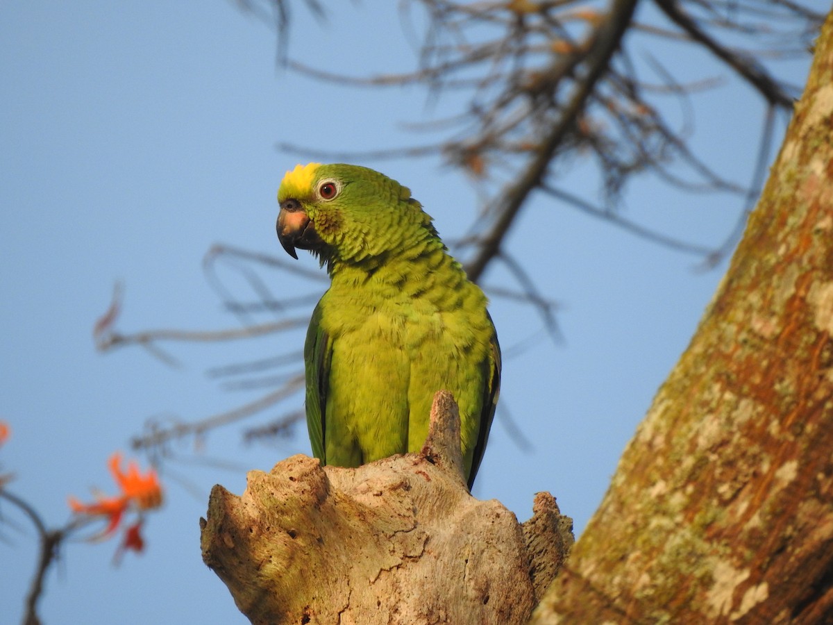 Yellow-crowned Parrot - ML143759331