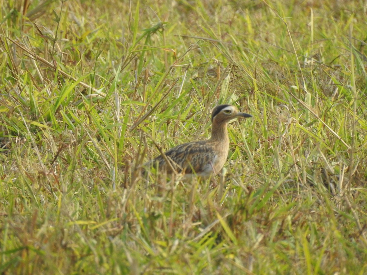 Double-striped Thick-knee - ML143759481