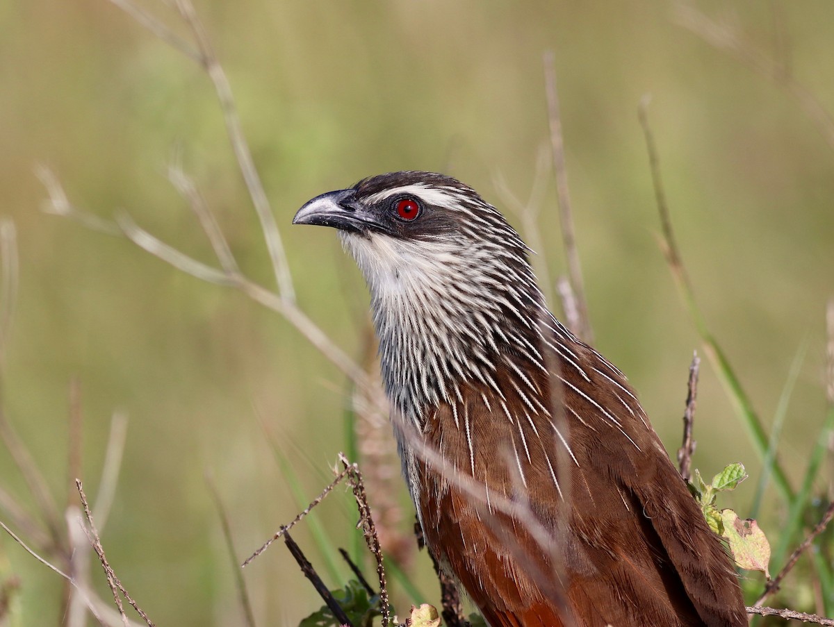 White-browed Coucal - Charlie   Nims