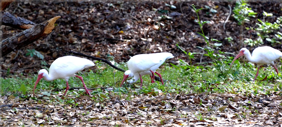 White Ibis - Susan LeVangia