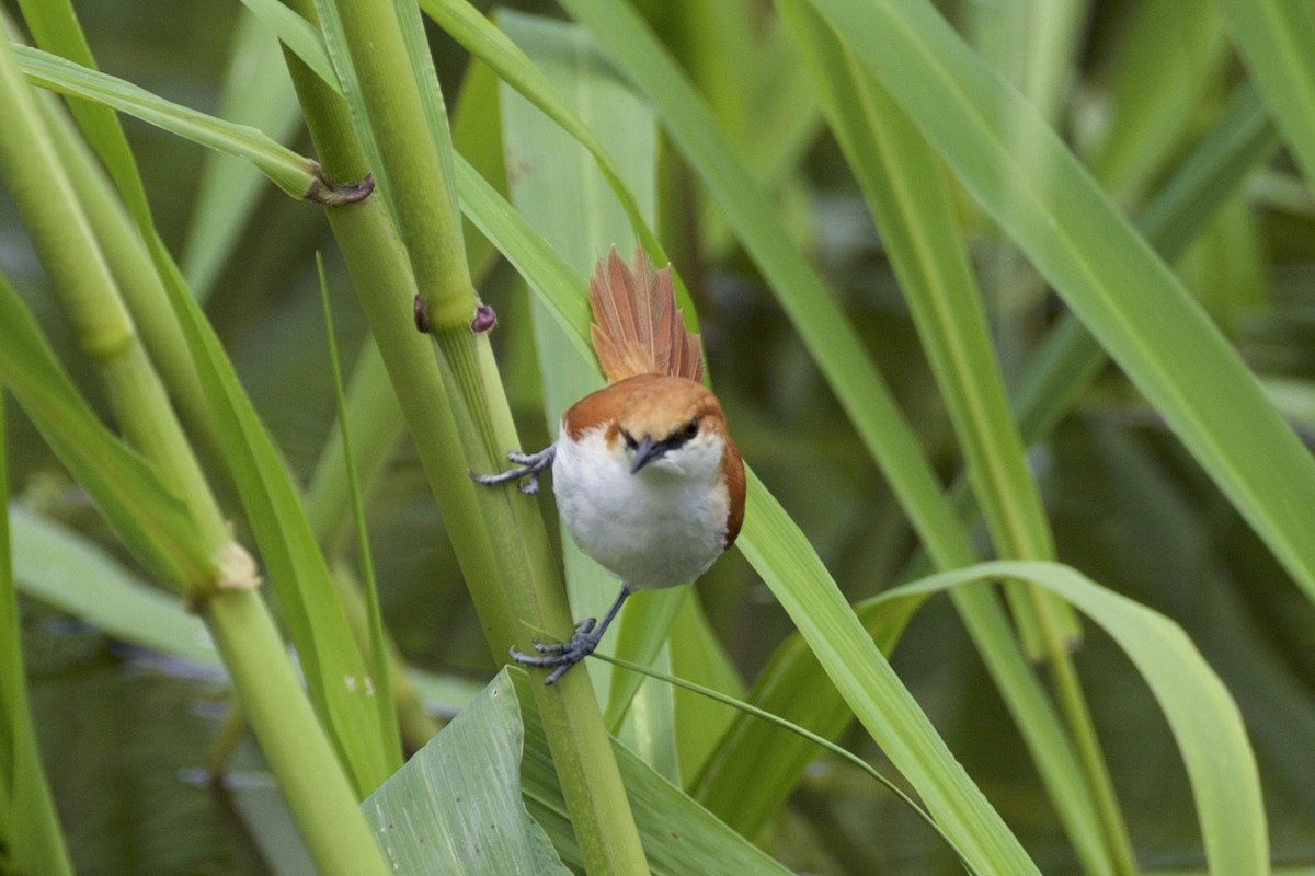 Red-and-white Spinetail - ML143767531