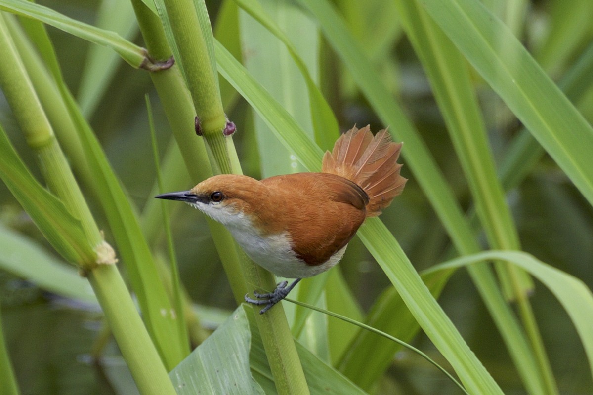 Red-and-white Spinetail - Nicole Desnoyers