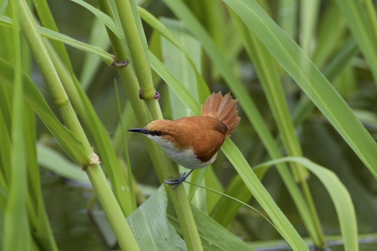 Red-and-white Spinetail - ML143767561