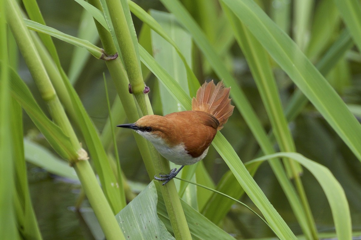 Red-and-white Spinetail - ML143767611