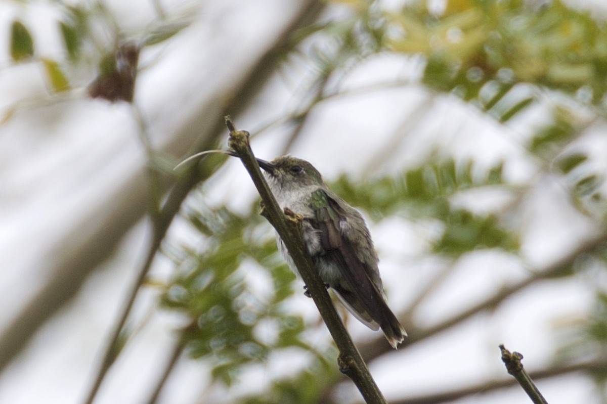 Olive-spotted Hummingbird - Nicole Desnoyers