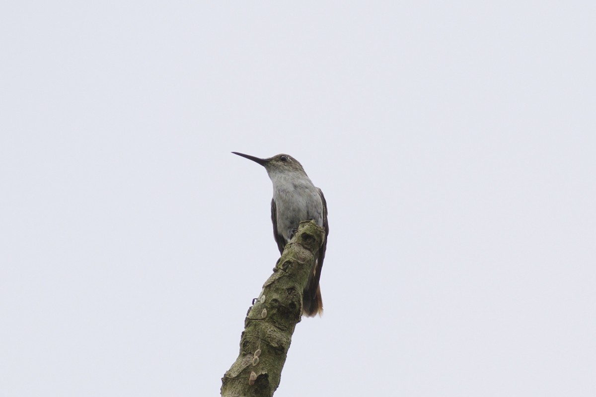 Olive-spotted Hummingbird - ML143768161
