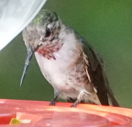 Calliope Hummingbird - ML143769021