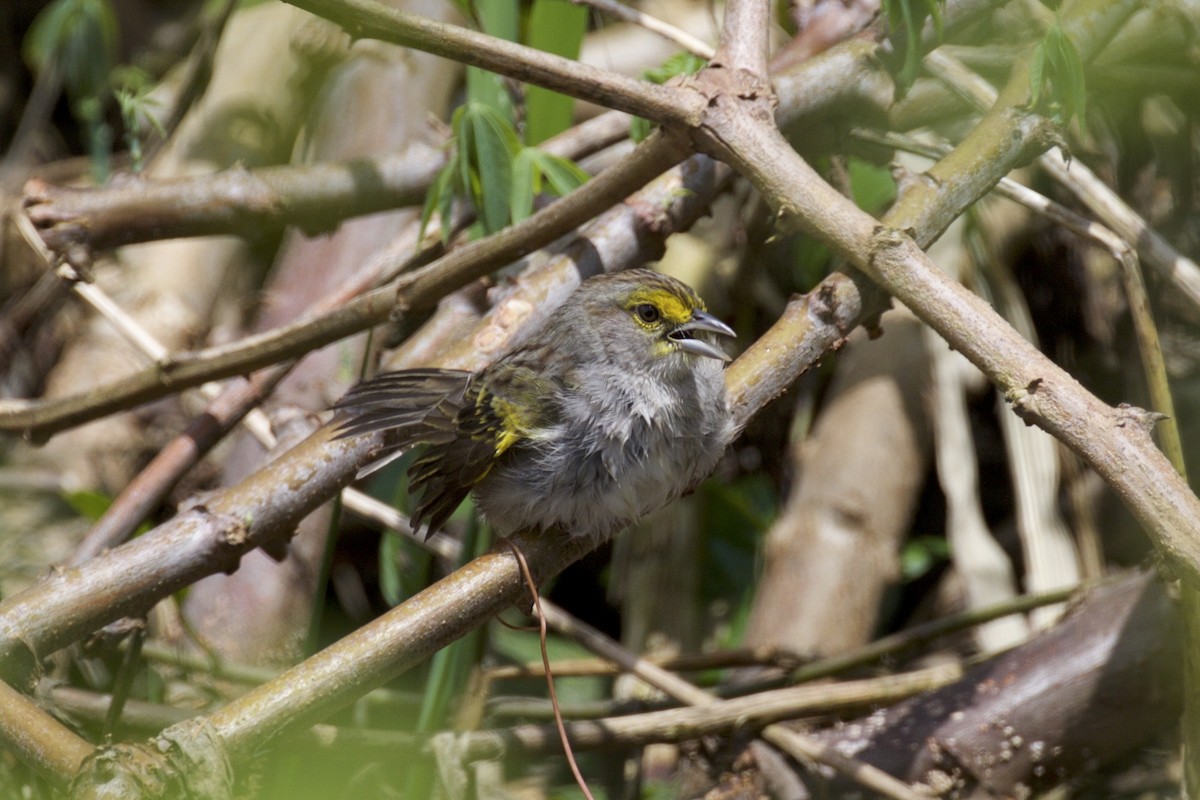 Yellow-browed Sparrow - ML143769151