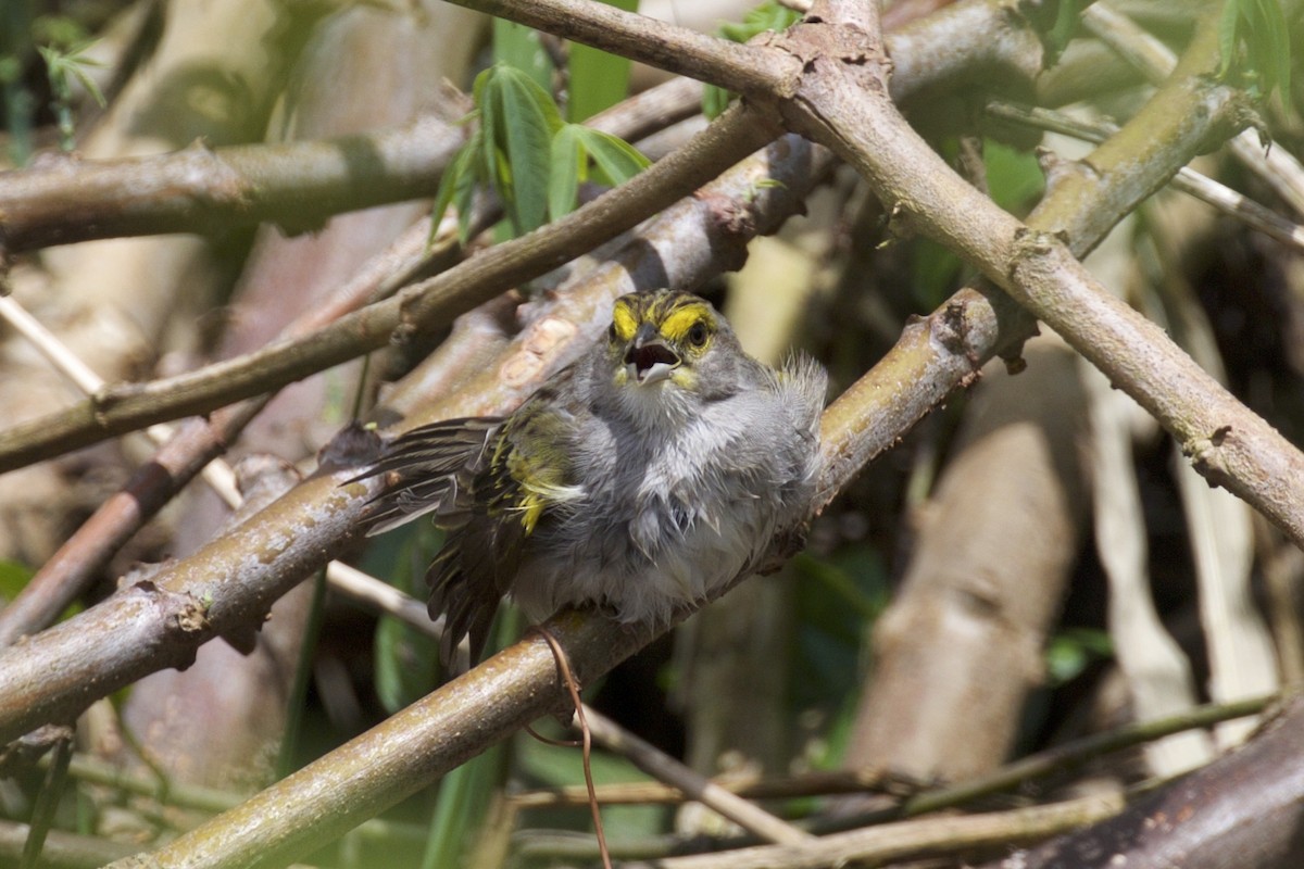 Yellow-browed Sparrow - ML143769171