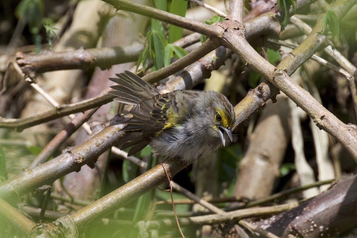 Yellow-browed Sparrow - ML143769181