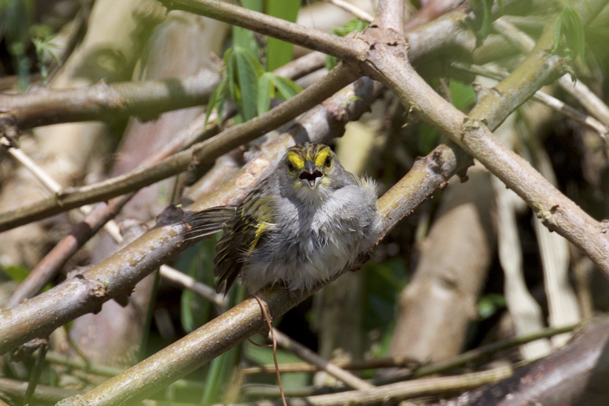 Yellow-browed Sparrow - ML143769191