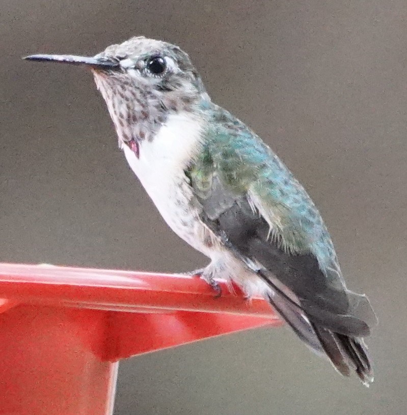 Calliope Hummingbird - ML143769271