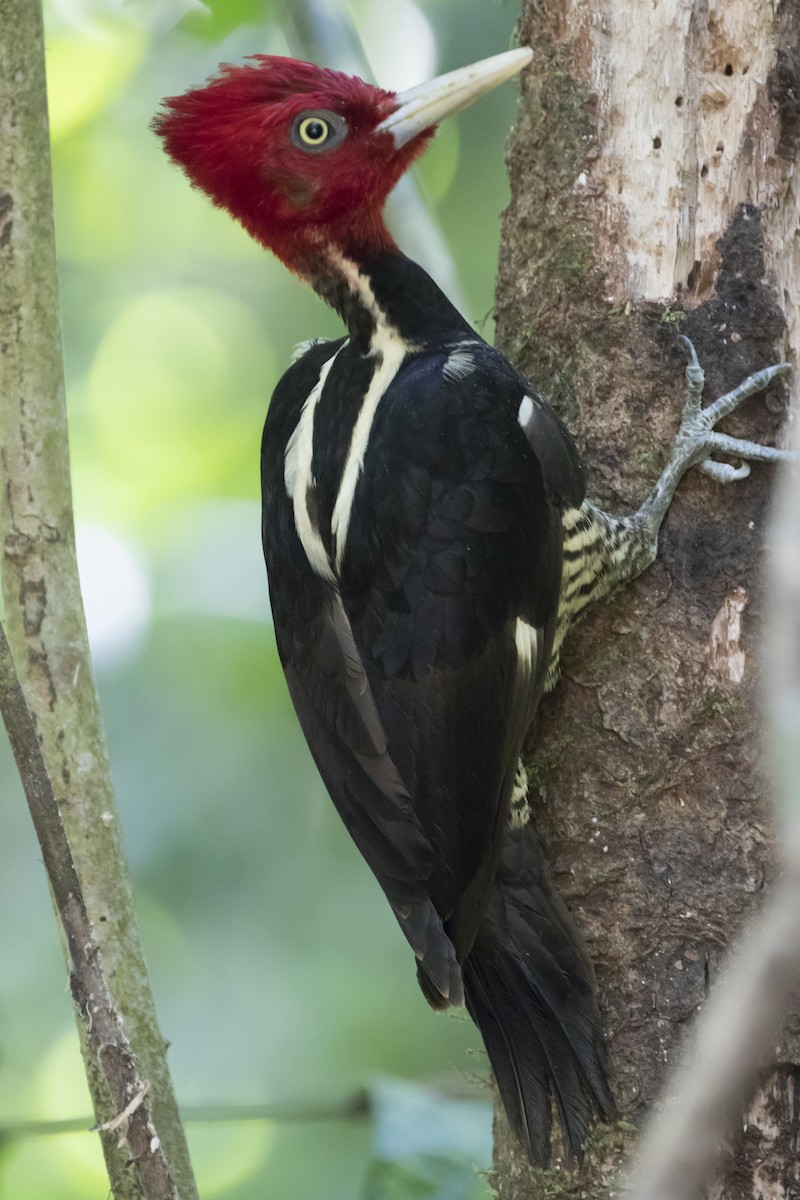 Pale-billed Woodpecker - ML143773151