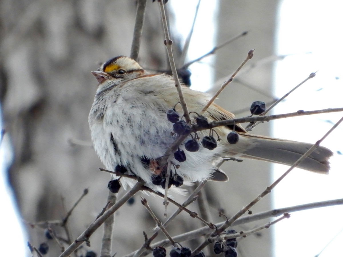 White-throated Sparrow - Geoffrey Clarke