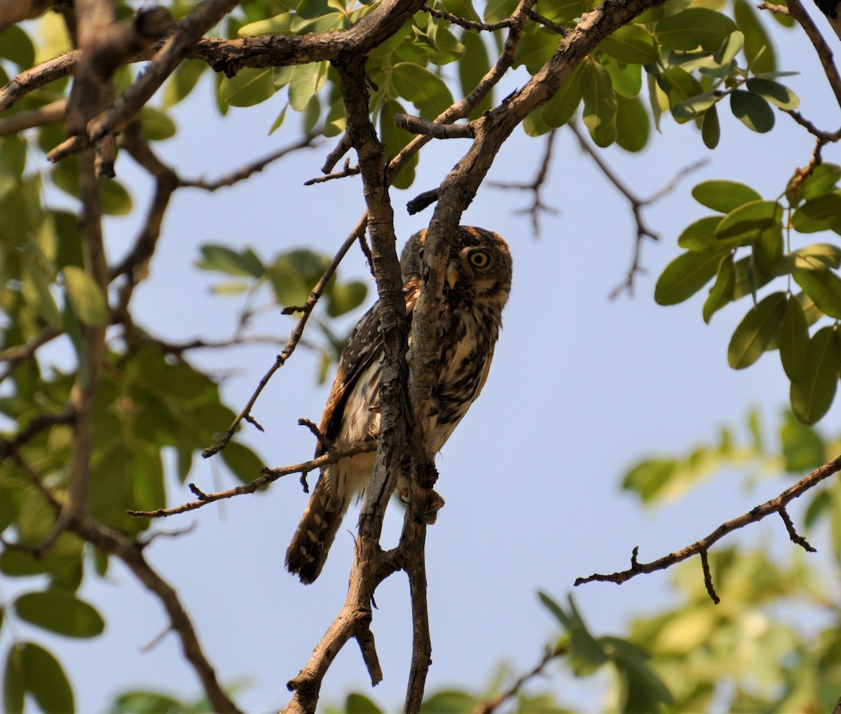 Pearl-spotted Owlet - ML143776701