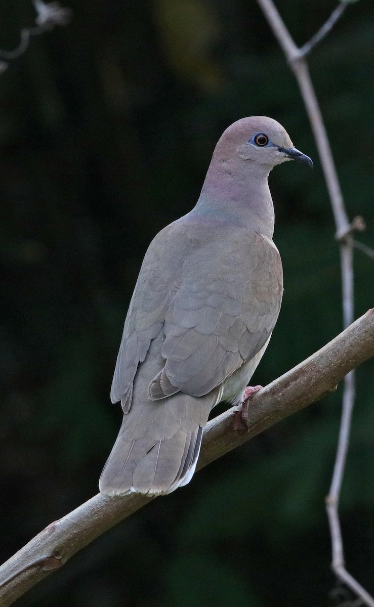White-tipped Dove (White-tipped) - Larry Sirvio
