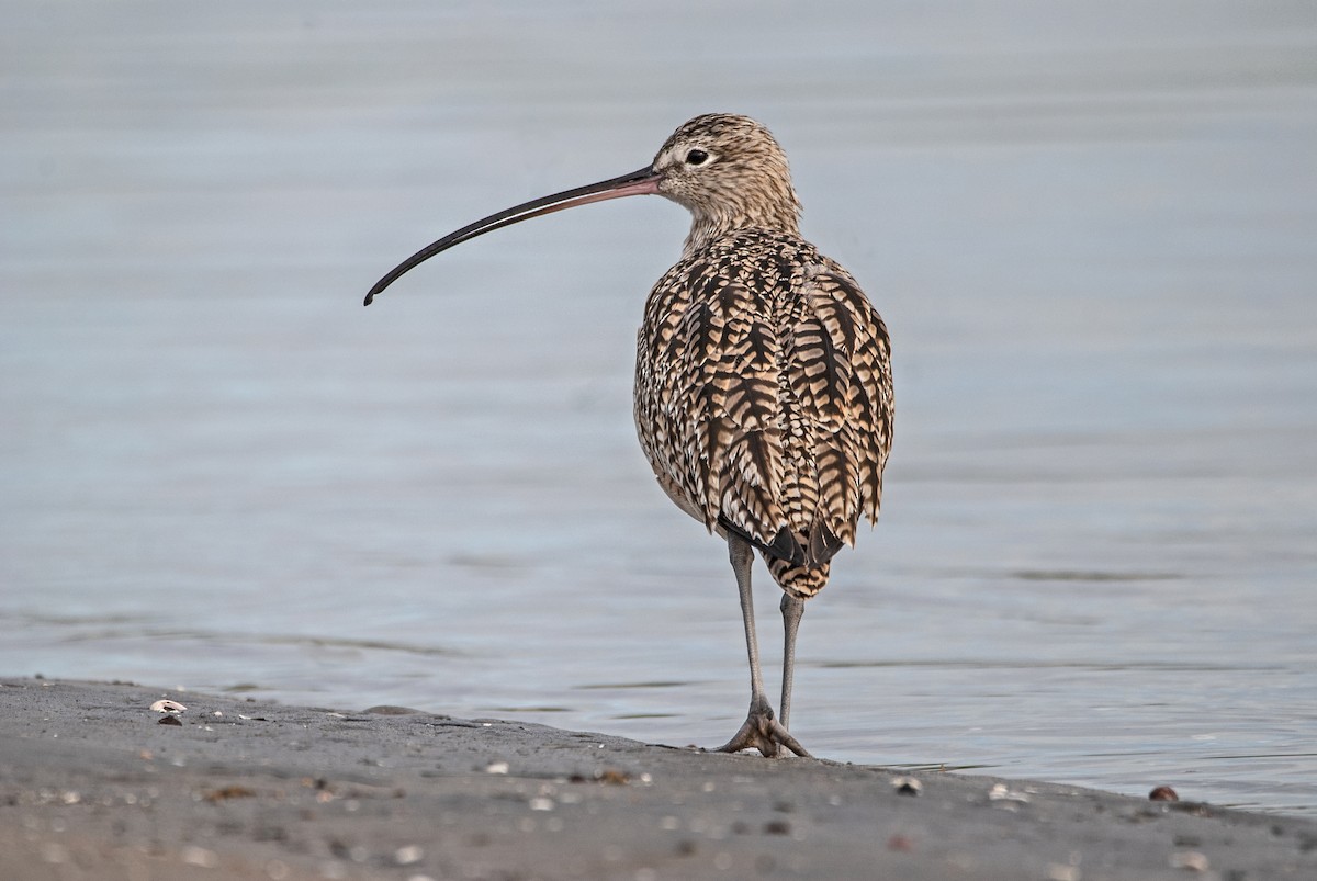 Long-billed Curlew - Andrew Simon